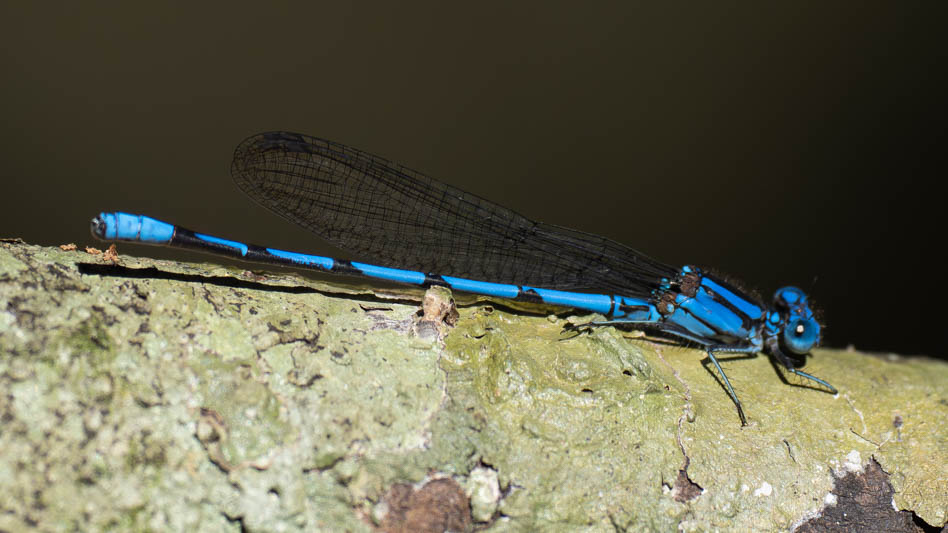Argia anceps (Cerulean Dancer) male-4.jpg